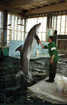 Карадагский дельфинарий.