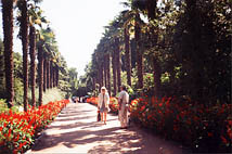 Пальмовая аллея Никитский ботанический сад Ялта.