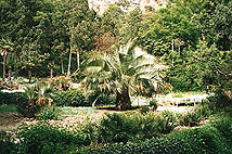 Никитский ботанический сад Ялта Крым.